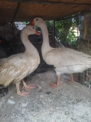 Male and Female Roman Geese for Sell