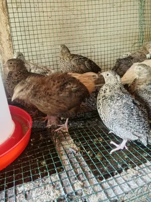 Quails for Sell