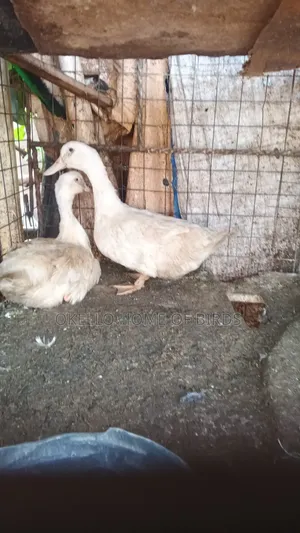 2 Pekins Ducks for Sell