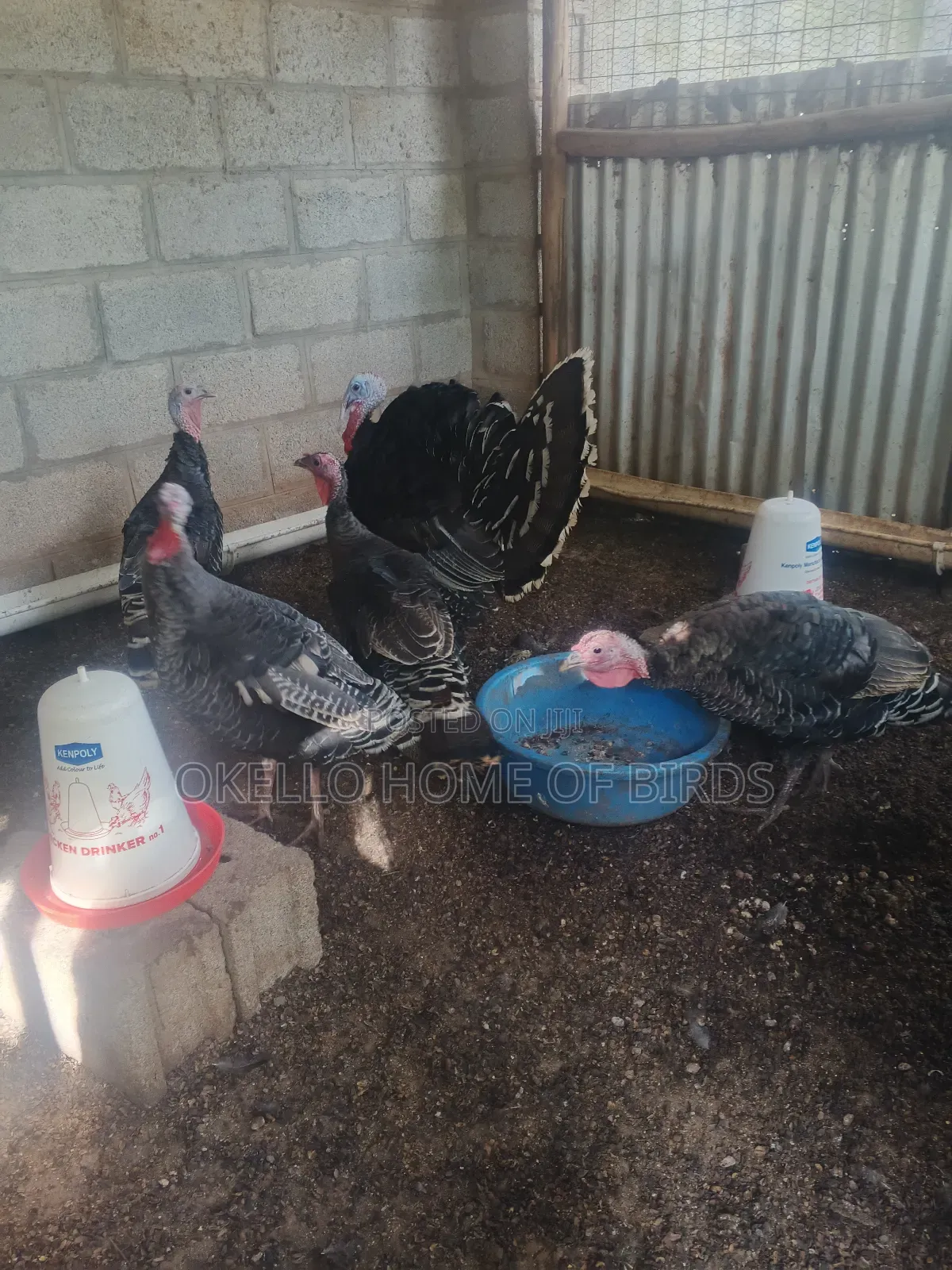 4 Females and 1 Male Mature Laying
