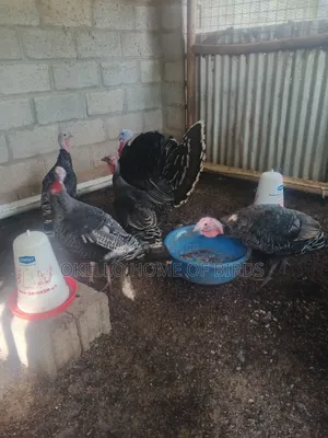 4 Females and 1 Male Mature Laying