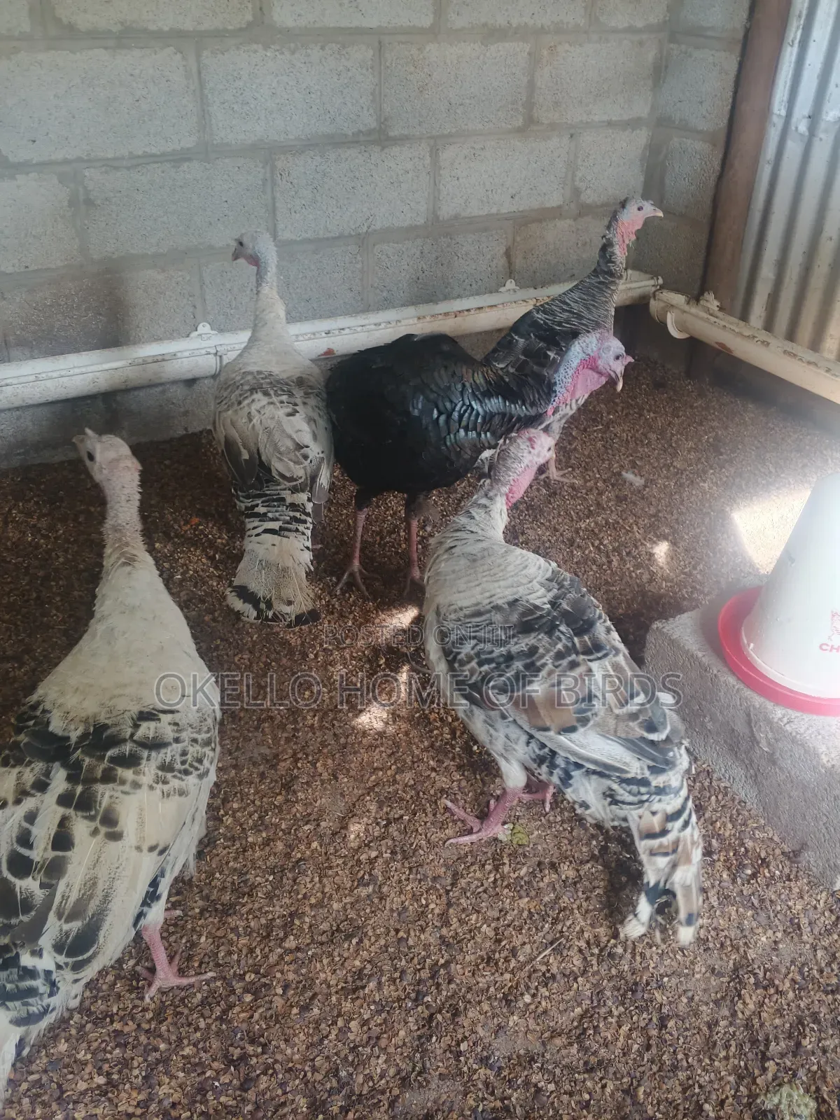 5 Turkeys for Sell