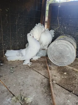 Fantail Pigeons for Sell