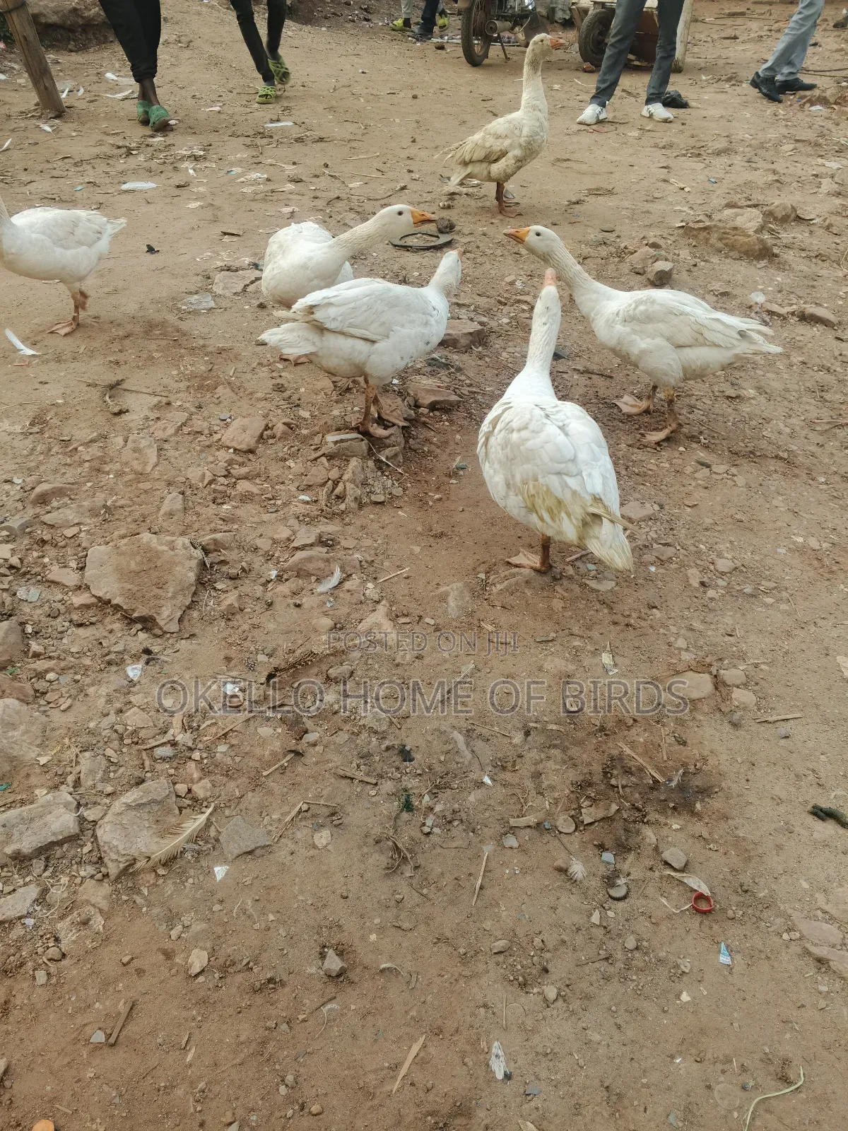 6 Mature Geese for Sell