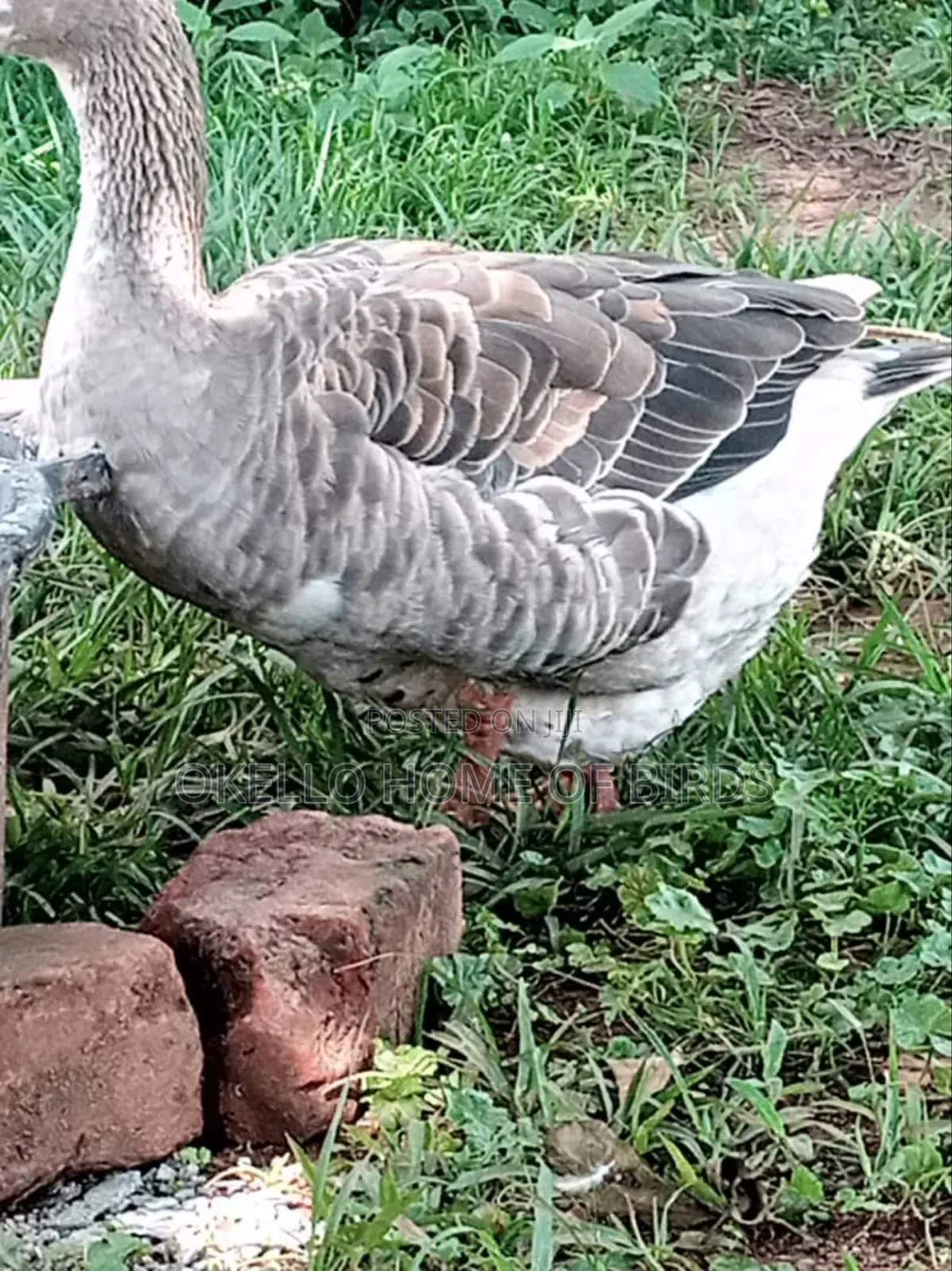 Mature Laying Goose for Sell