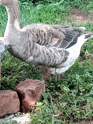 Mature Laying Goose for Sell
