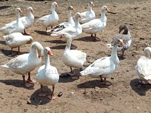 14 Mature Geese for Sell
