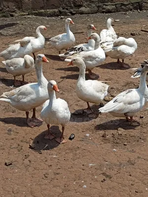 Mature Geese for Sell