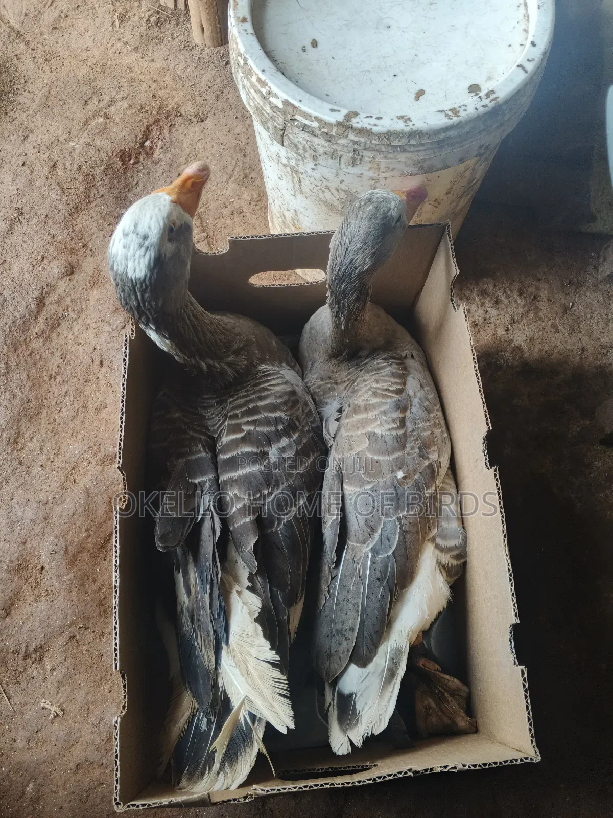 2 Females Geese for Sell