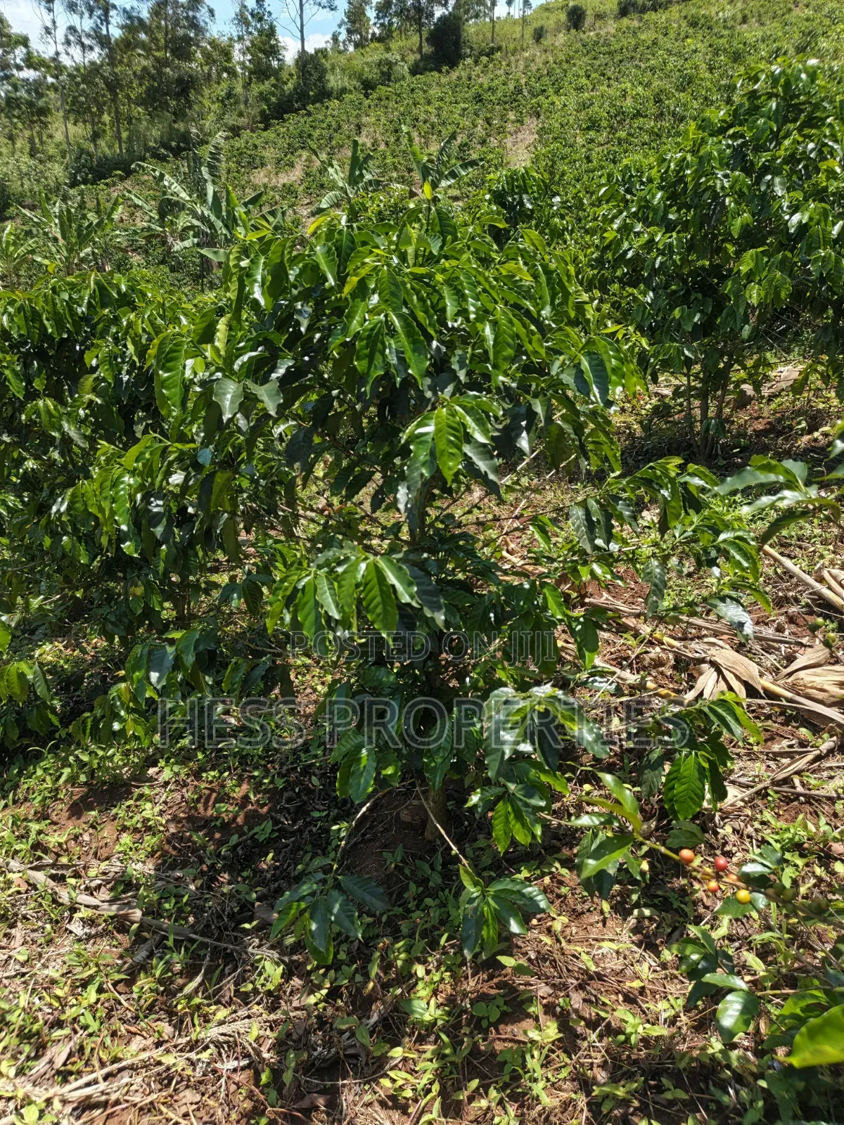 Coffee Land on Sale