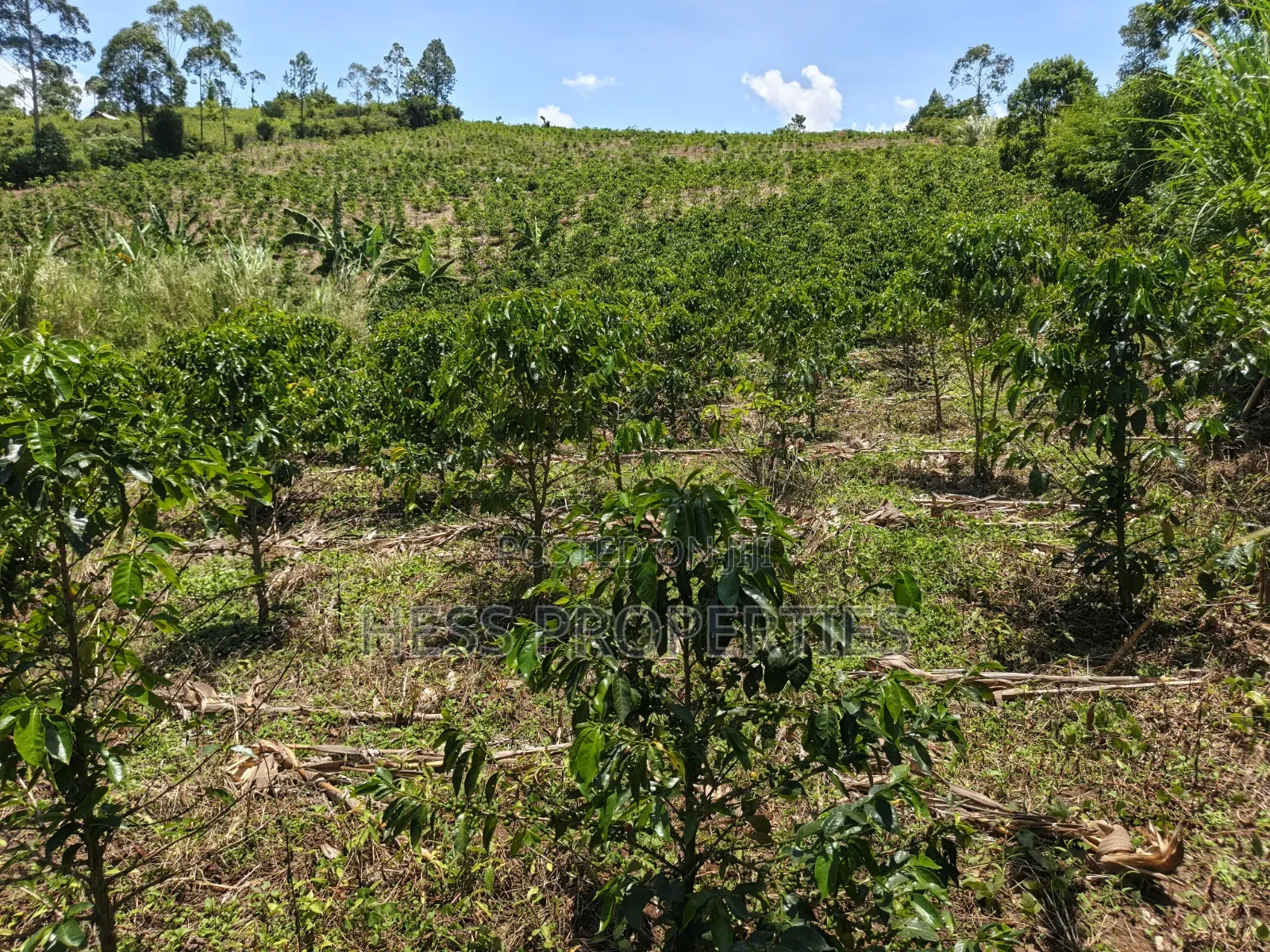 Coffee Land on Sale