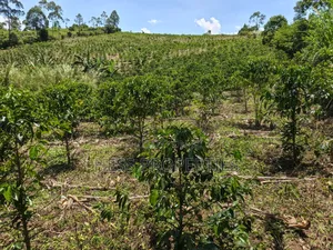 Coffee Land on Sale