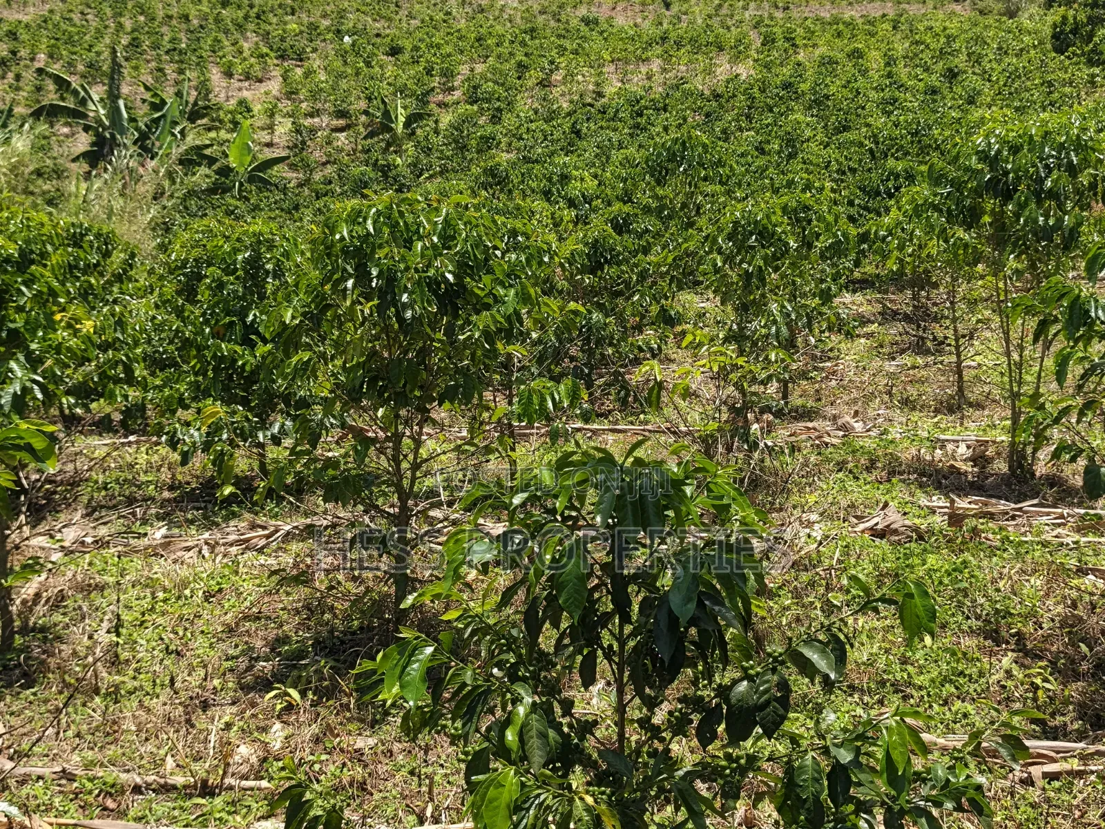 Coffee Land on Sale