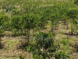 Coffee Land on Sale