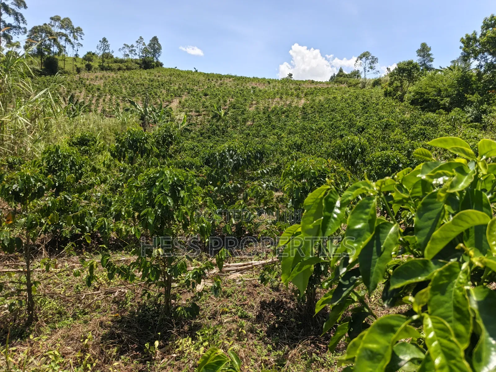 Coffee Land on Sale