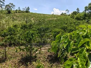 Coffee Land on Sale