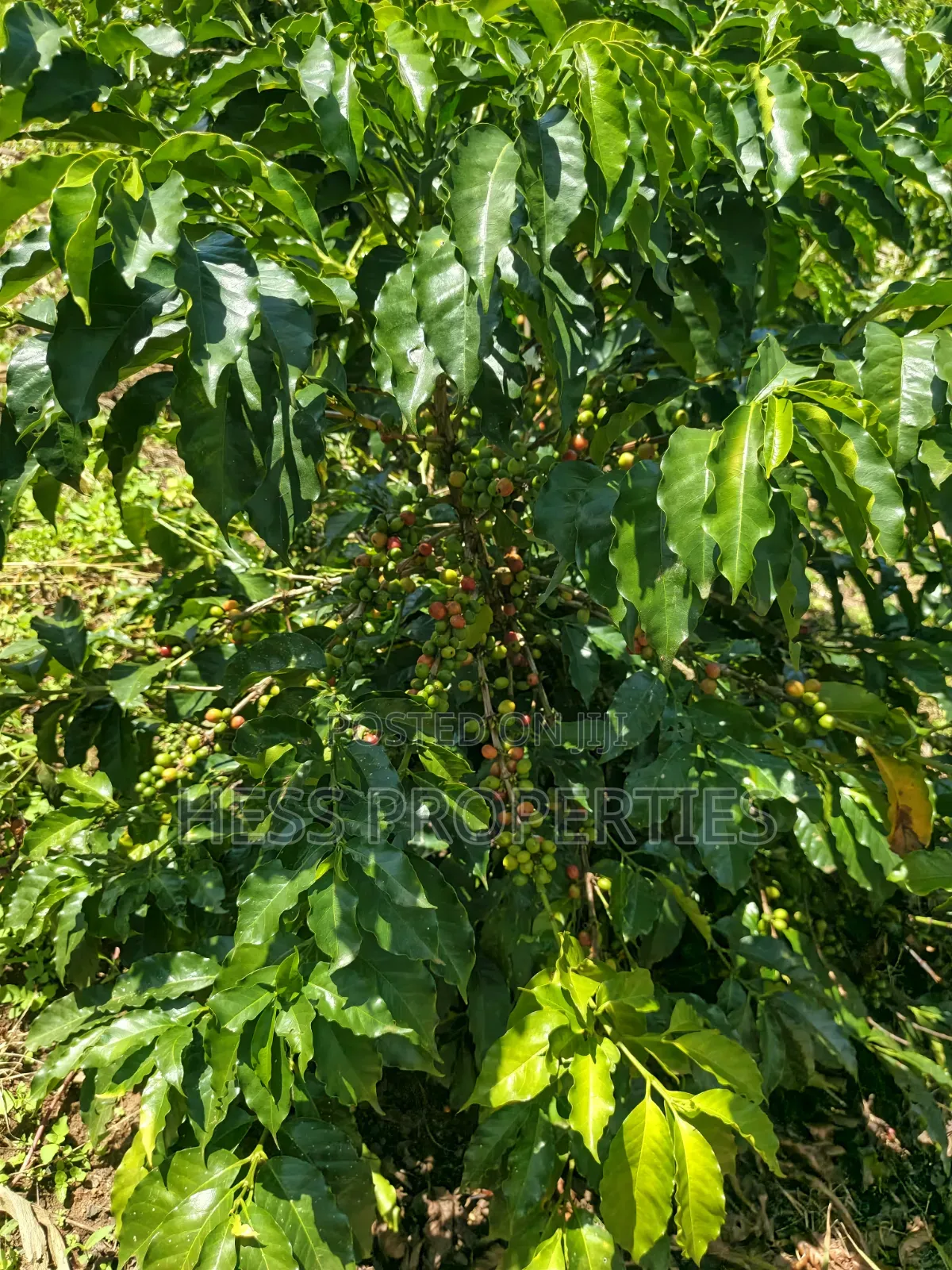 Coffee Land on Sale