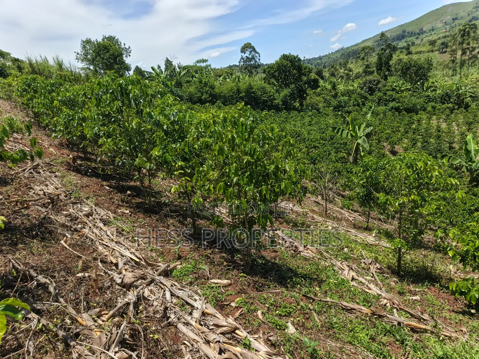 Coffee Land on Sale