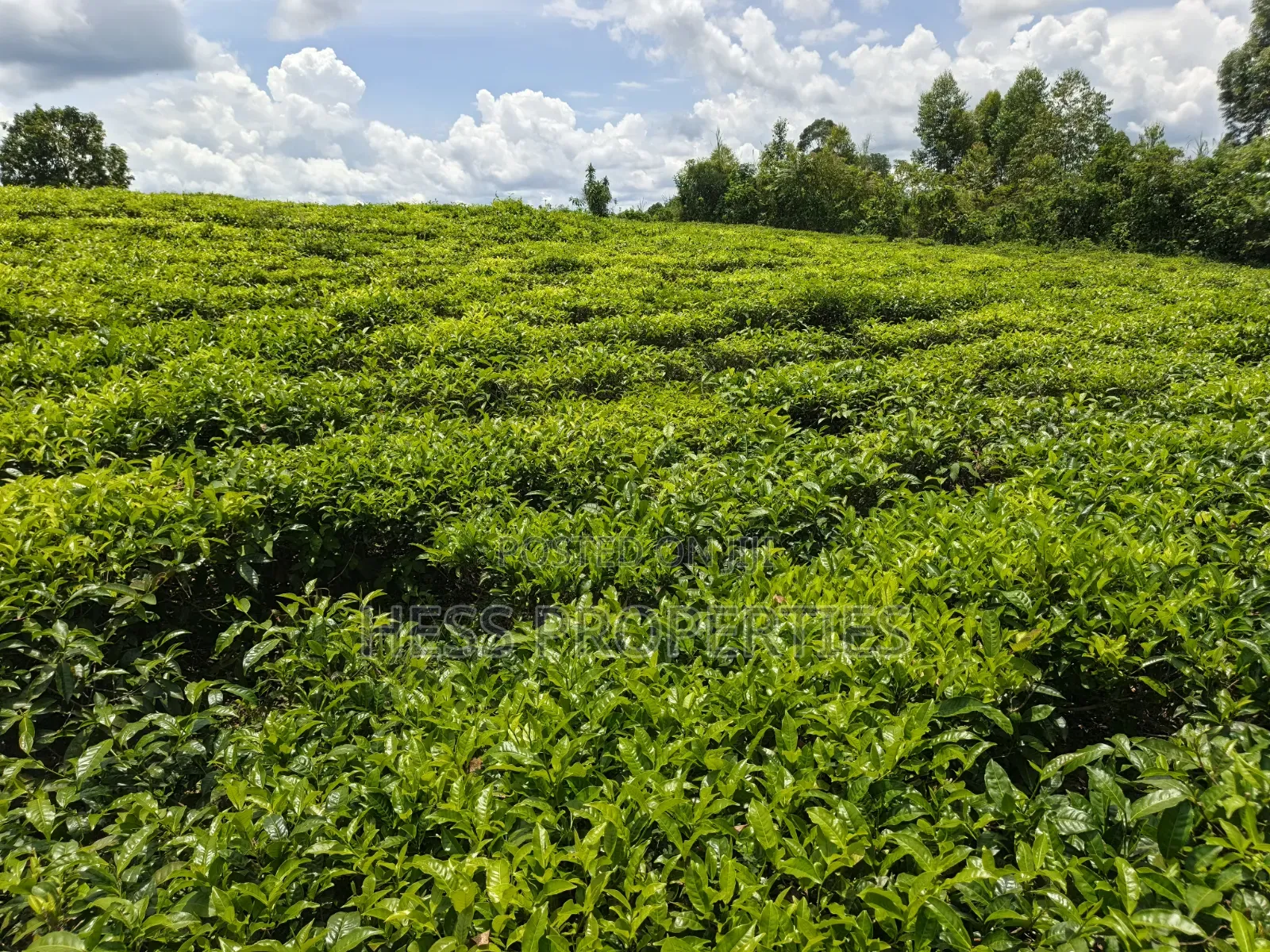 2.5acres of Land on Sale Located in Nyamabuga