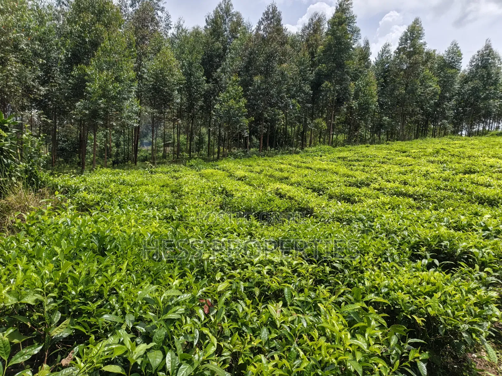 2.5acres of Land on Sale Located in Nyamabuga