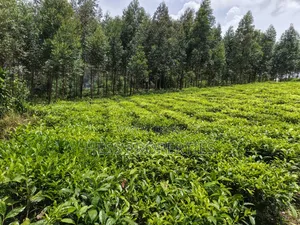 2.5acres of Land on Sale Located in Nyamabuga