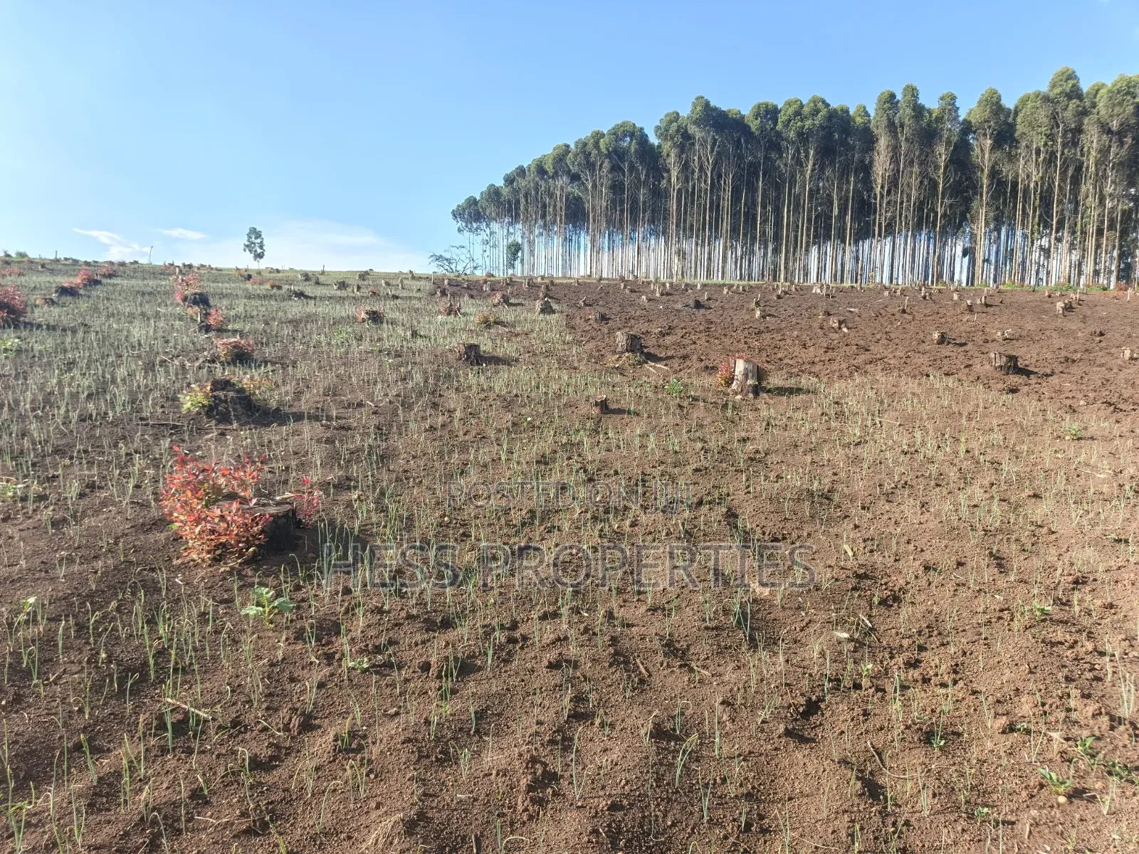 60acres of Land on Sale Located in Kabarole