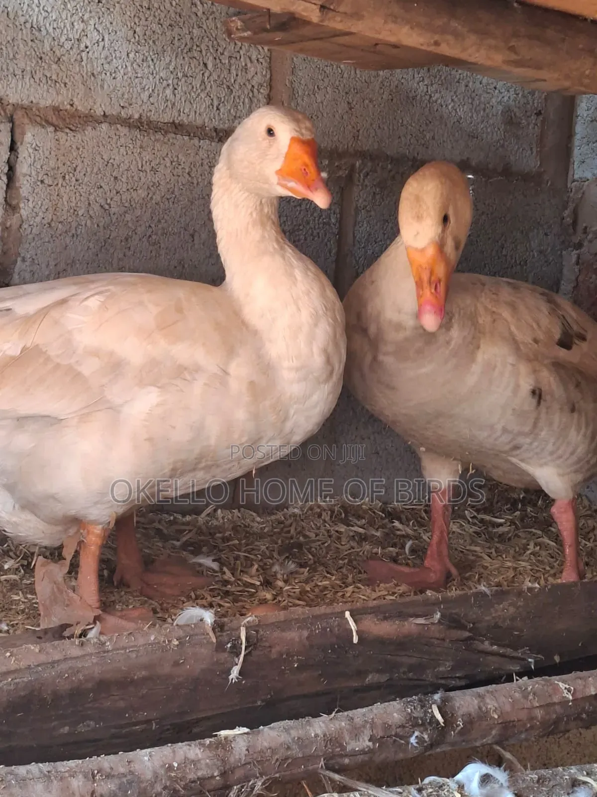 Male and Female Geese for Sell