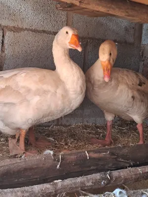 Male and Female Geese for Sell