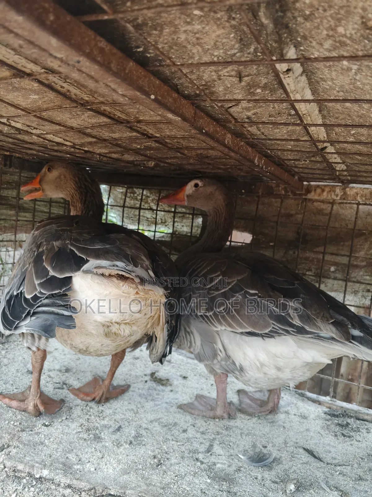 Laying Female and Male for Sell