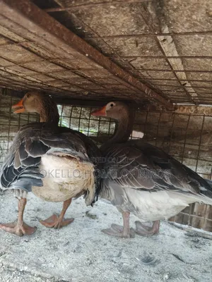 Laying Female and Male for Sell