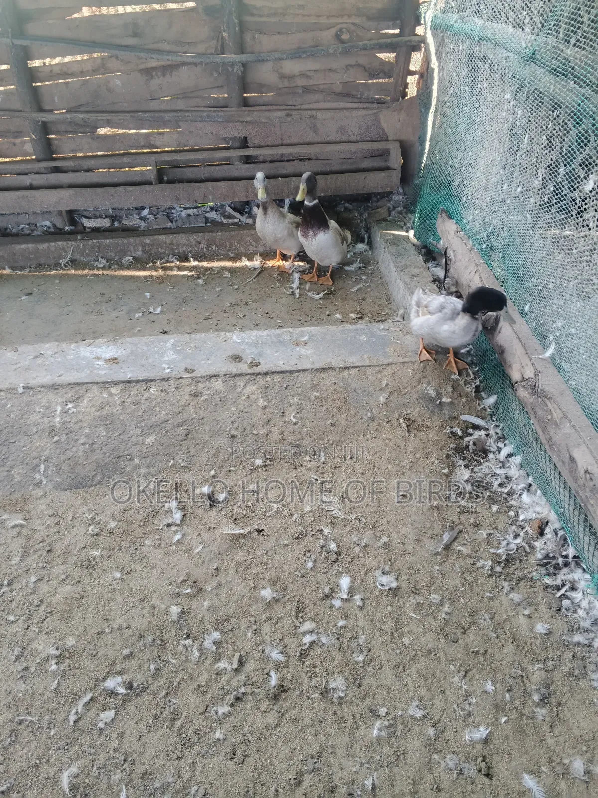 Mature Khaki Campbell Ducks for Sell