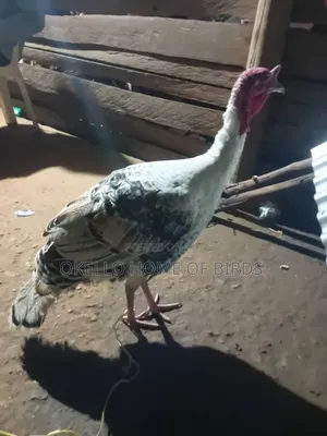 Palm White Male Turkey for Sell