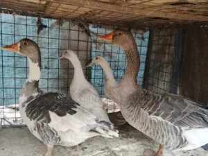 2 Geese and 2 Pekin Ducks for Sell