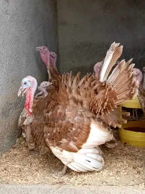 Bourbon Red Turkeys for Sell