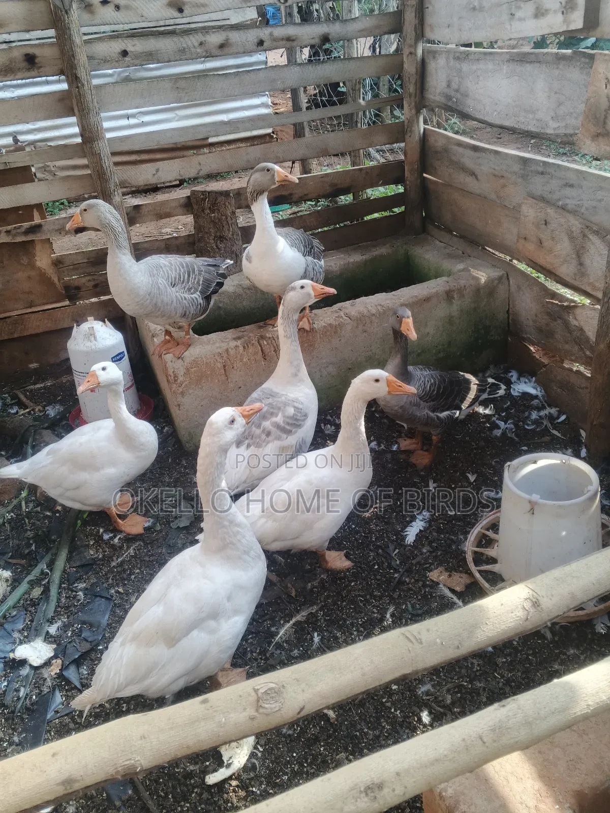 7 Mature Geese for Sell