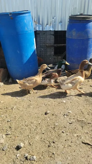 4 Birds, Rouen and Khaki for Sell