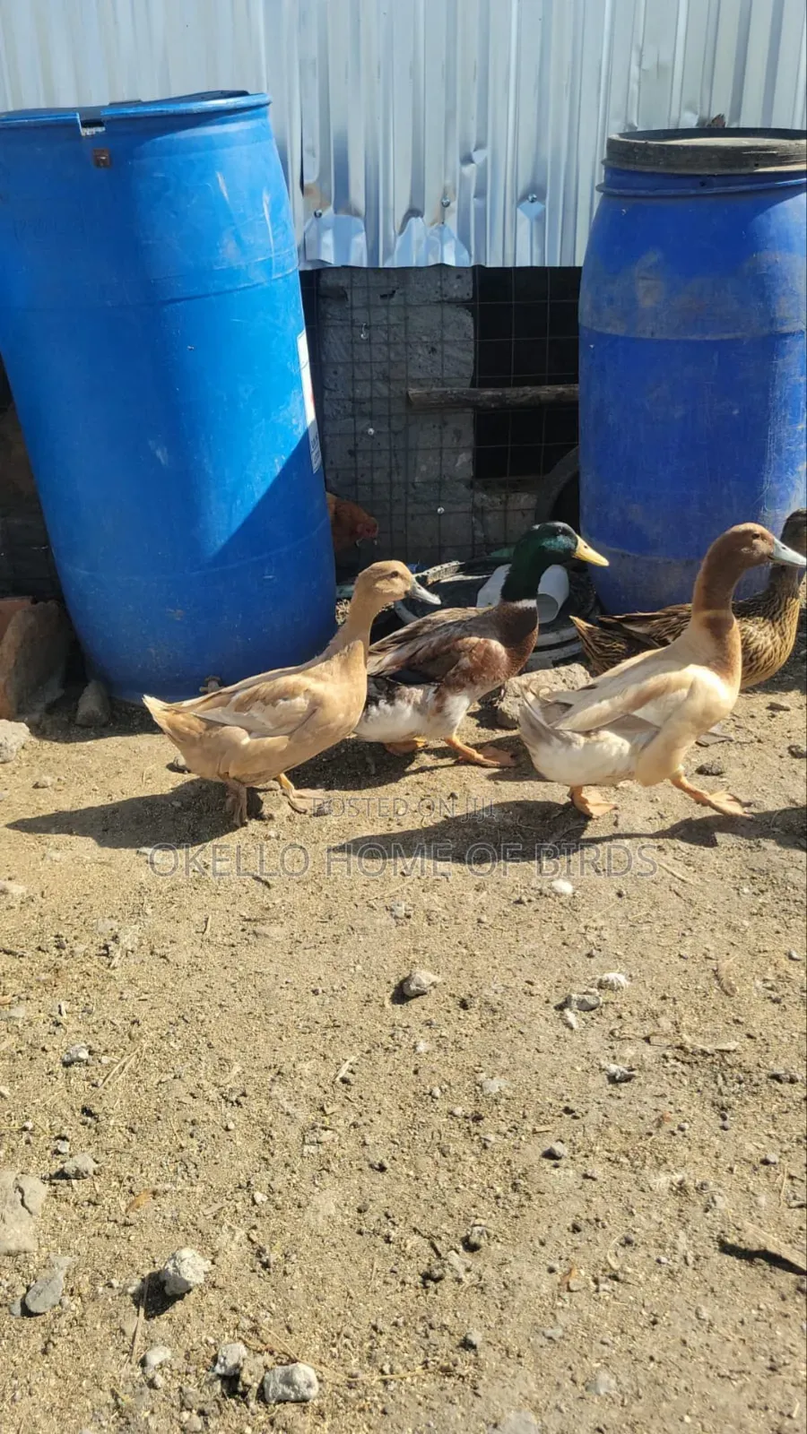 4 Birds, Rouen and Khaki for Sell