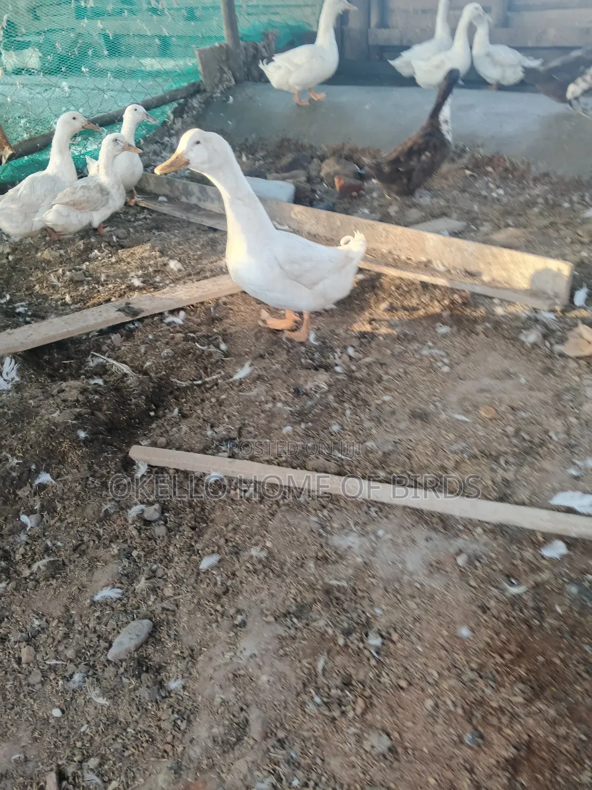 4 Mature Pekin Ducks for Sell