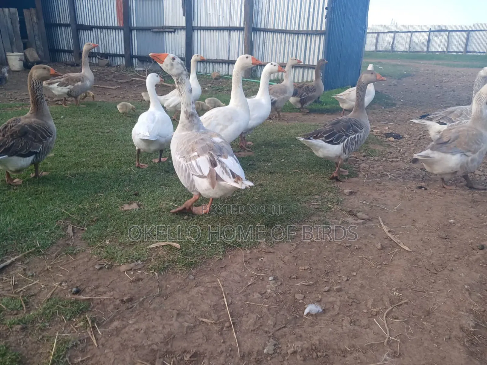 Big and Heavy Geese for Meat