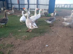 Big and Heavy Geese for Meat