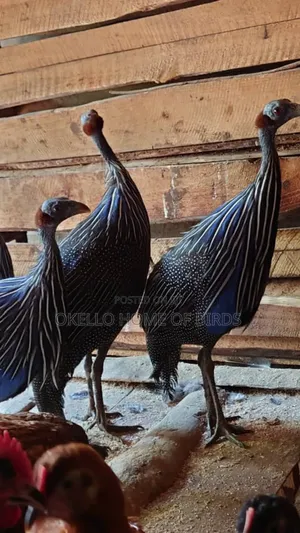 3 Vulitrine Guinea Fowlz for Sale