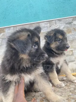 1-3 months Female Purebred German Shepherd