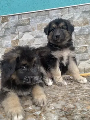 1-3 months Female Purebred German Shepherd