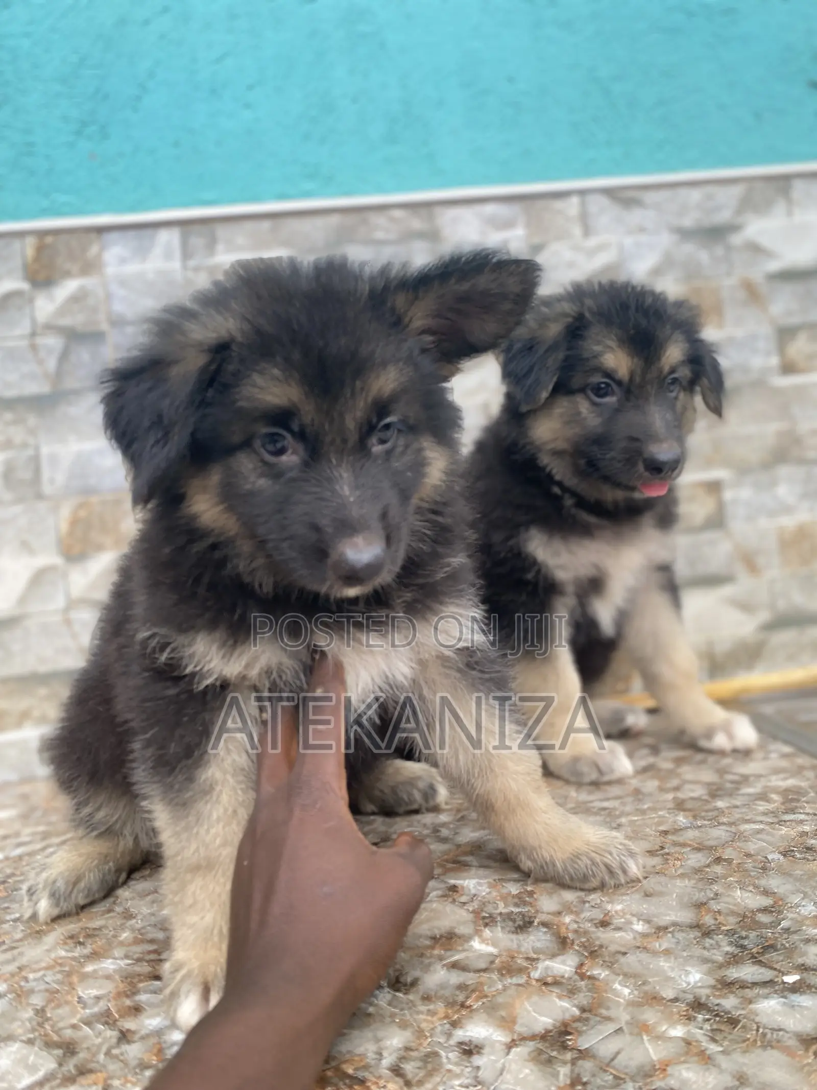 1-3 months Female Purebred German Shepherd