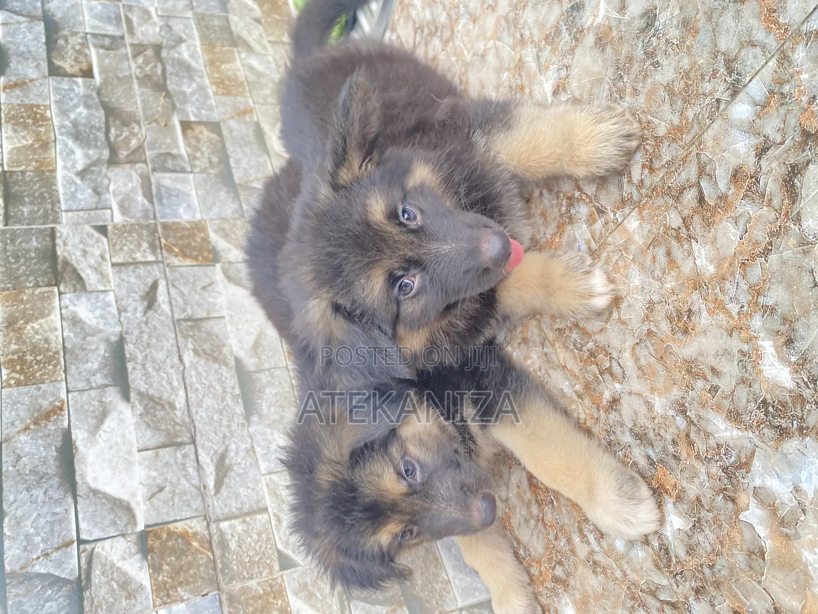 1-3 months Female Purebred German Shepherd