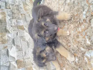 1-3 months Female Purebred German Shepherd