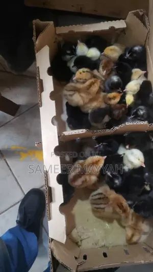 Local Chicks Dayold