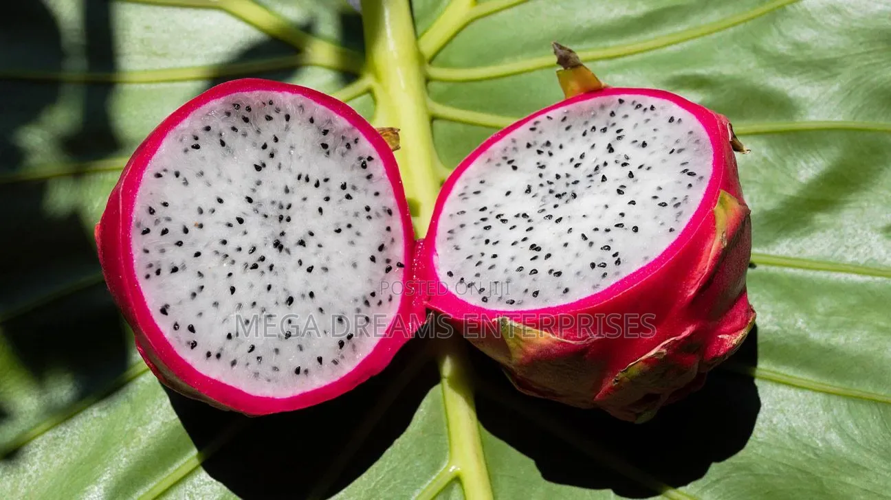 Dragon Fruit Seedlings(Engabo Ya Kabaka) for sale - Mega Dreams ...