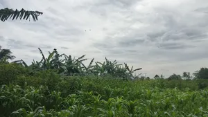Plot's Available Kikandwa Mukono Kayunga Road