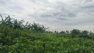 Plot's Available Kikandwa Mukono Kayunga Road